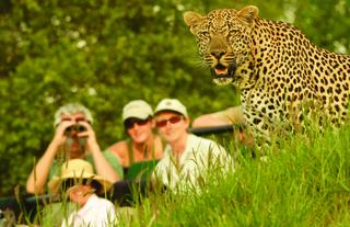 Guests Watching Leopard